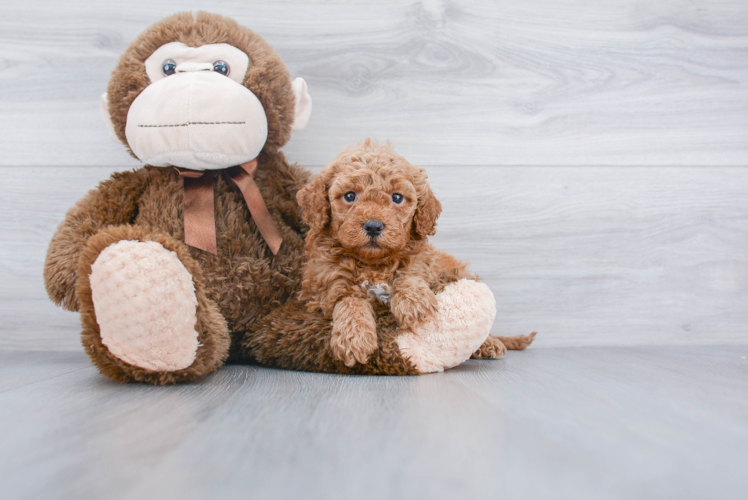 Mini Goldendoodle Pup Being Cute