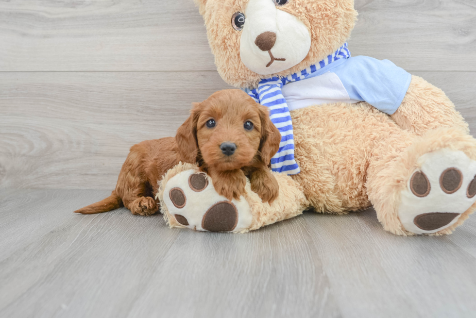 Mini Goldendoodle Pup Being Cute