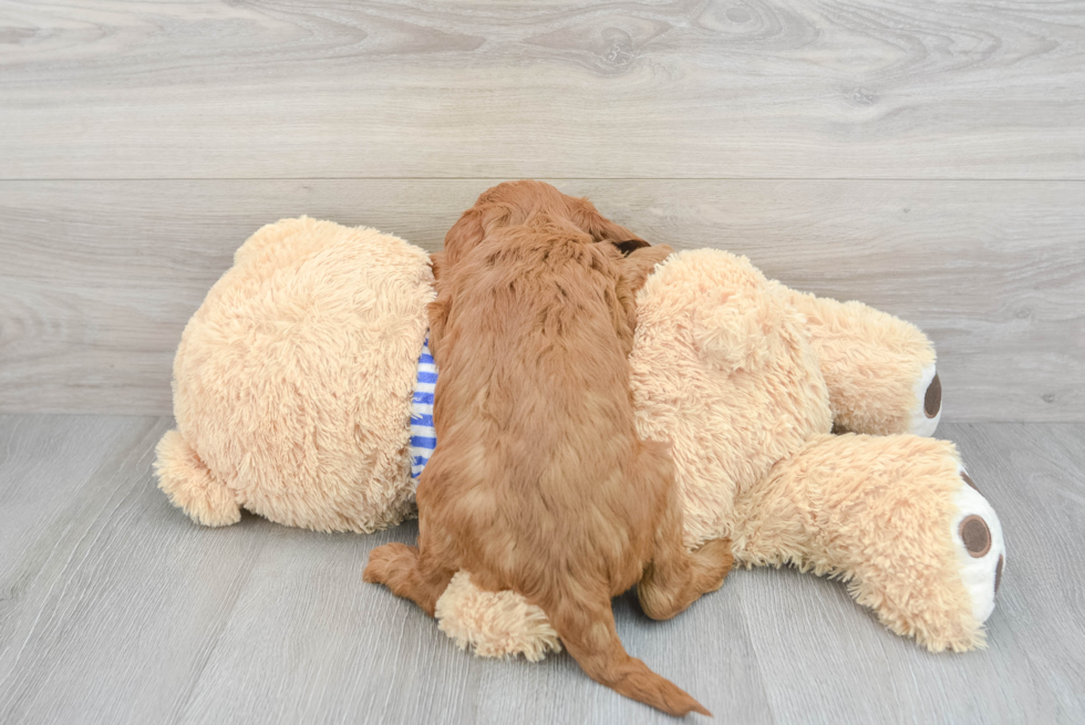 Petite Mini Goldendoodle Poodle Mix Pup