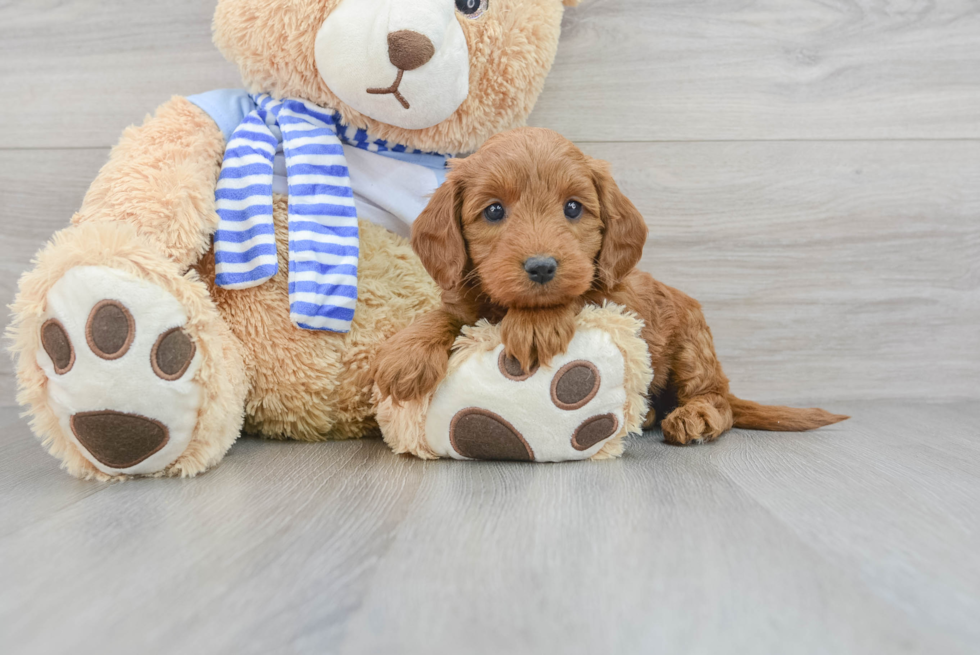 Petite Mini Goldendoodle Poodle Mix Pup