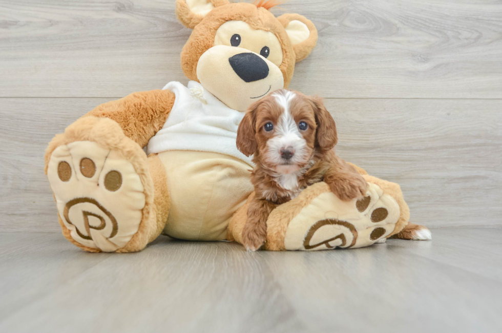 6 week old Mini Goldendoodle Puppy For Sale - Premier Pups