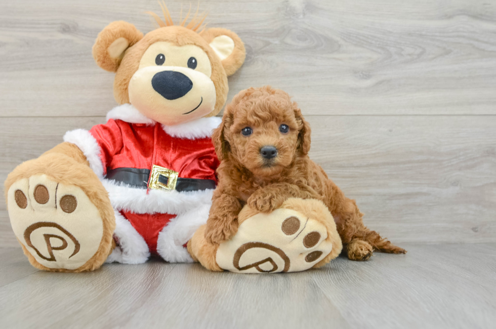 6 week old Mini Goldendoodle Puppy For Sale - Premier Pups