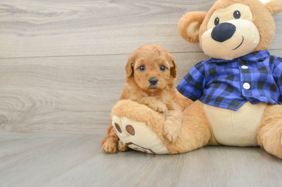 5 week old Mini Goldendoodle Puppy For Sale - Premier Pups