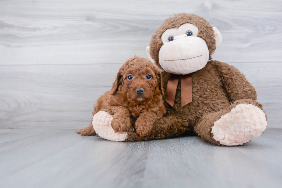 Sweet Mini Goldendoodle Baby