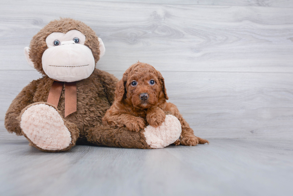 Best Mini Goldendoodle Baby