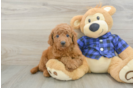 Smart Mini Goldendoodle Poodle Mix Pup