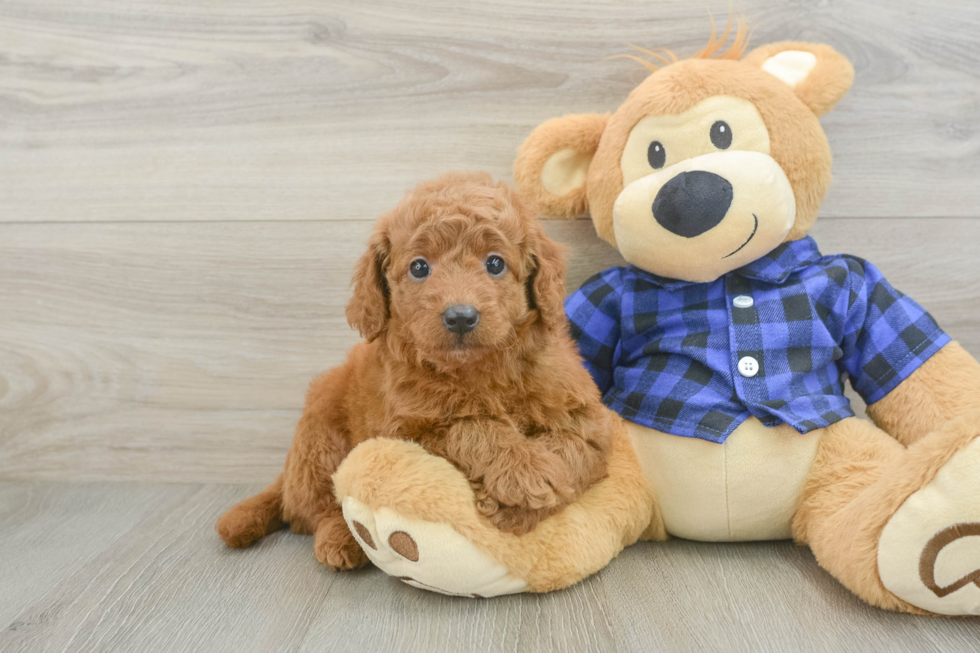 Smart Mini Goldendoodle Poodle Mix Pup