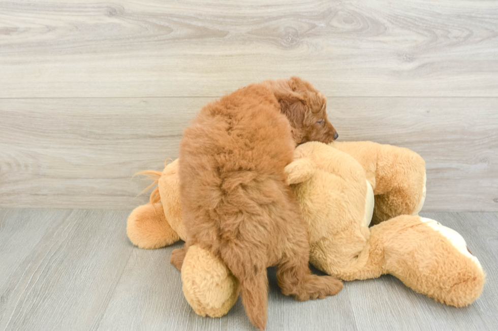 Best Mini Goldendoodle Baby