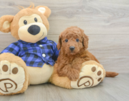 8 week old Mini Goldendoodle Puppy For Sale - Premier Pups