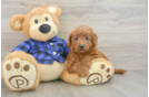 Hypoallergenic Mini Goldiepoo Poodle Mix Puppy