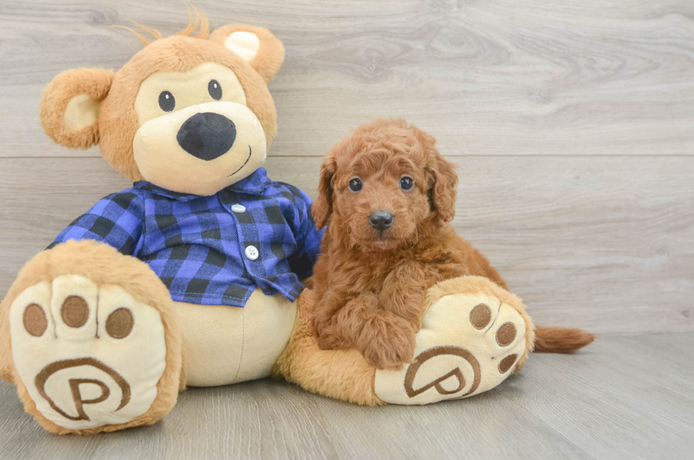 5 week old Mini Goldendoodle Puppy For Sale - Premier Pups