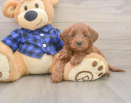 7 week old Mini Goldendoodle Puppy For Sale - Premier Pups