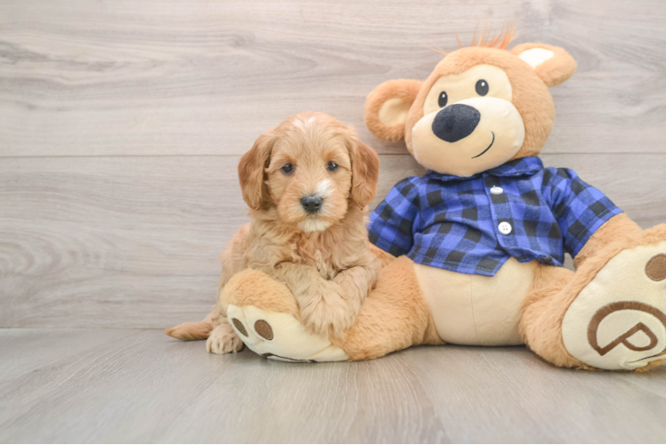 Best Mini Goldendoodle Baby