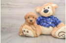 Best Mini Goldendoodle Baby