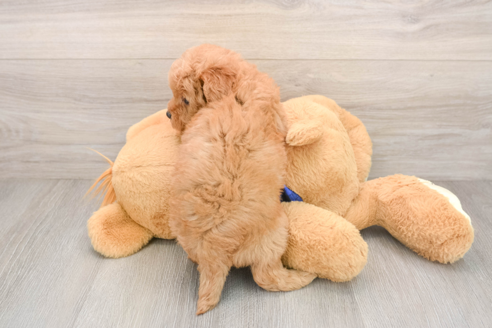 Energetic Golden Doodle Poodle Mix Puppy