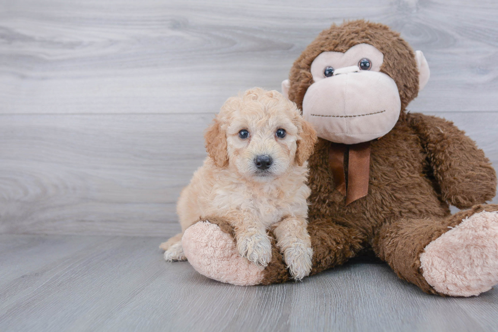 Energetic Golden Retriever Poodle Mix Puppy