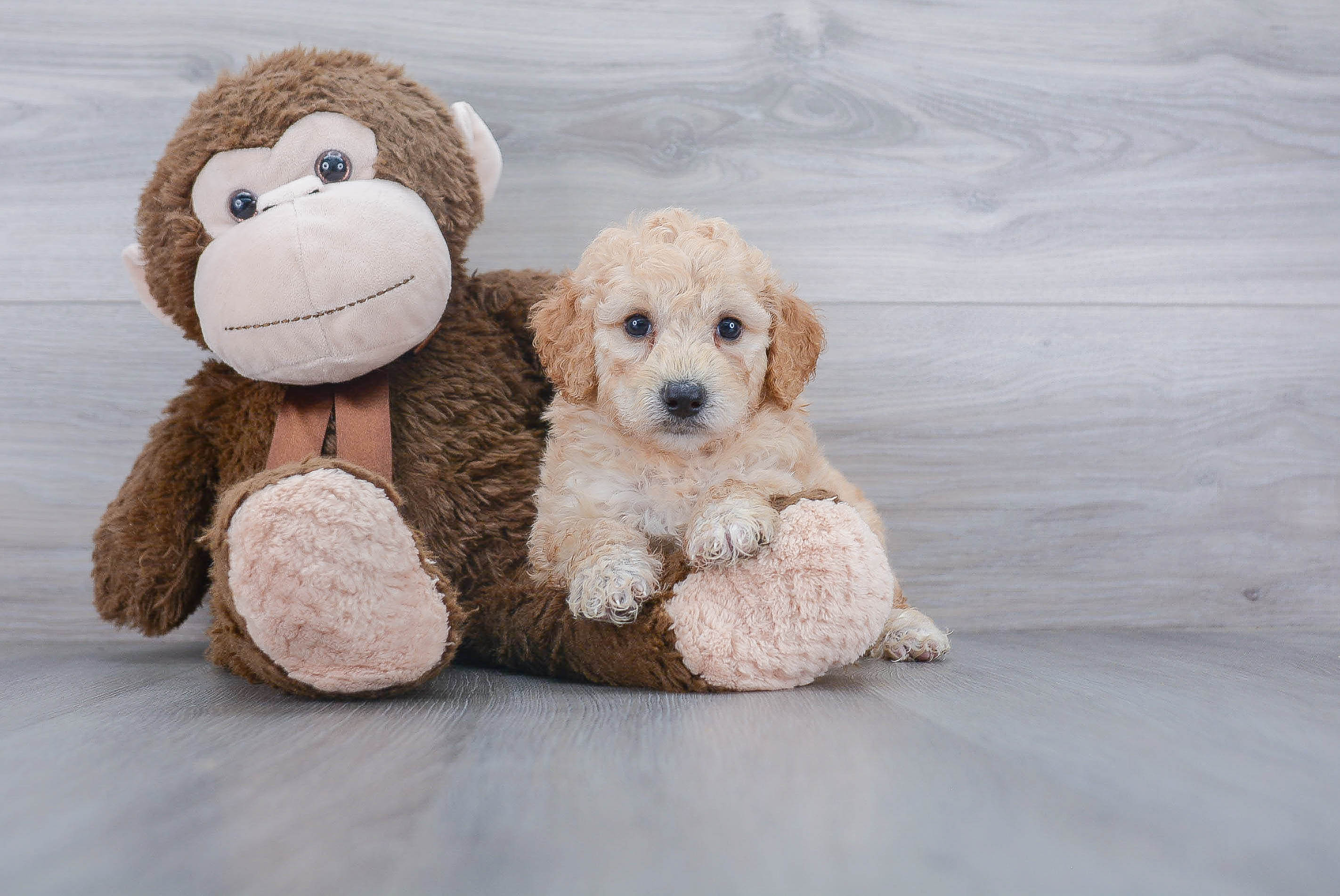 Hypoallergenic Golden Retriever Poodle Mix Puppy