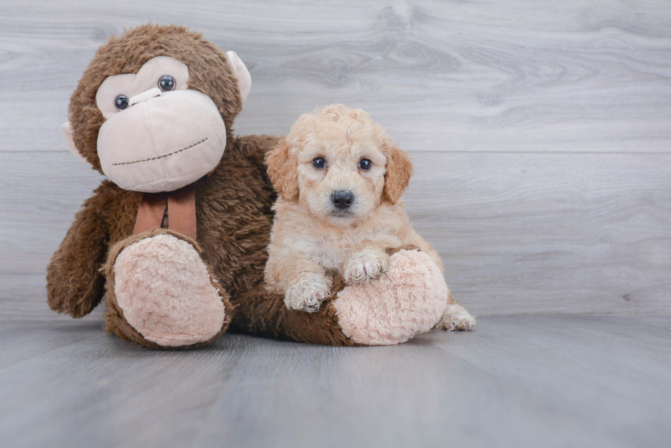 Hypoallergenic Golden Retriever Poodle Mix Puppy