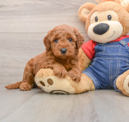 6 week old Mini Goldendoodle Puppy For Sale - Premier Pups