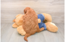 Cute Mini Goldendoodle Baby