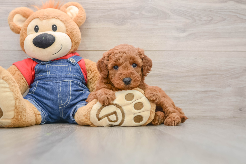 Best Mini Goldendoodle Baby