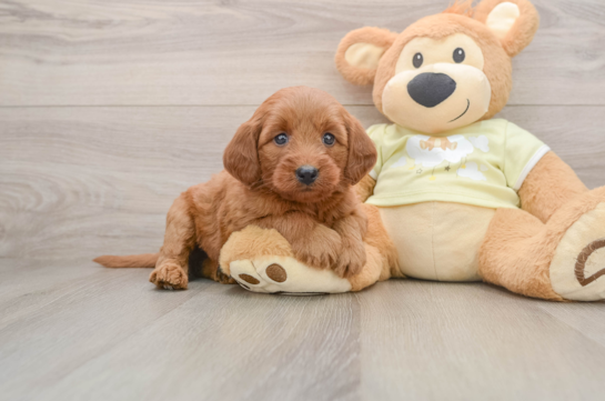 Mini Goldendoodle Puppy for Adoption