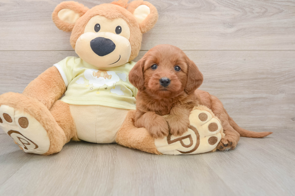 Sweet Mini Goldendoodle Baby