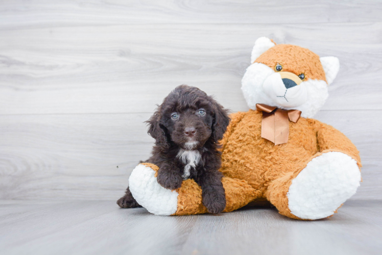 Mini Goldendoodle Pup Being Cute