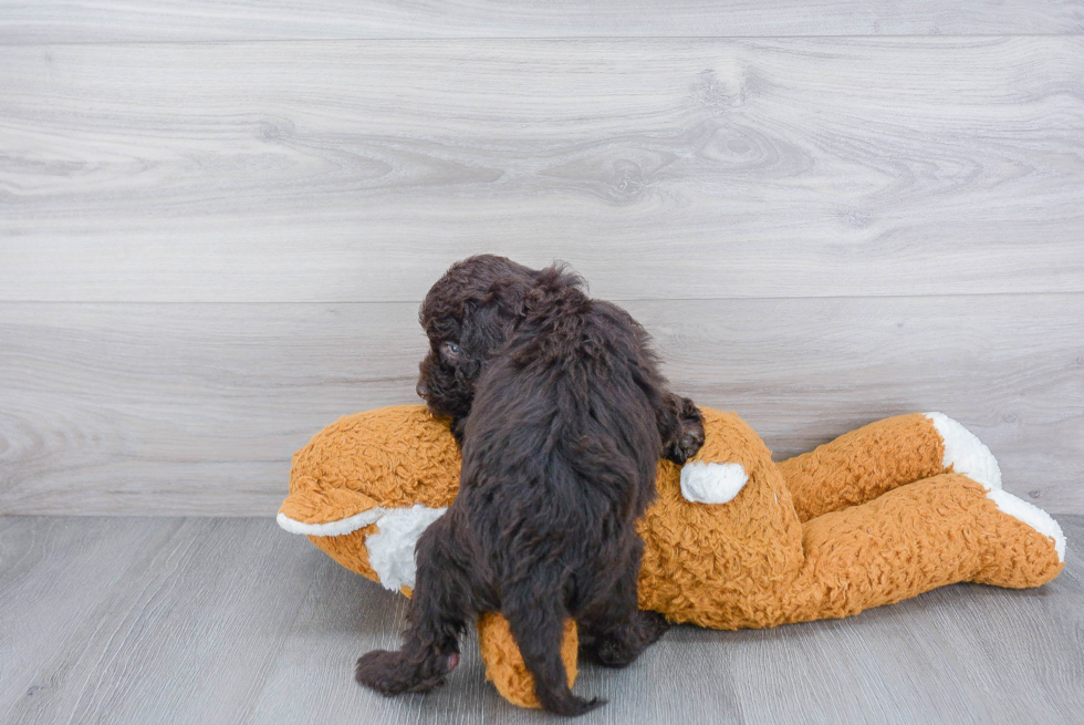 Mini Goldendoodle Puppy for Adoption