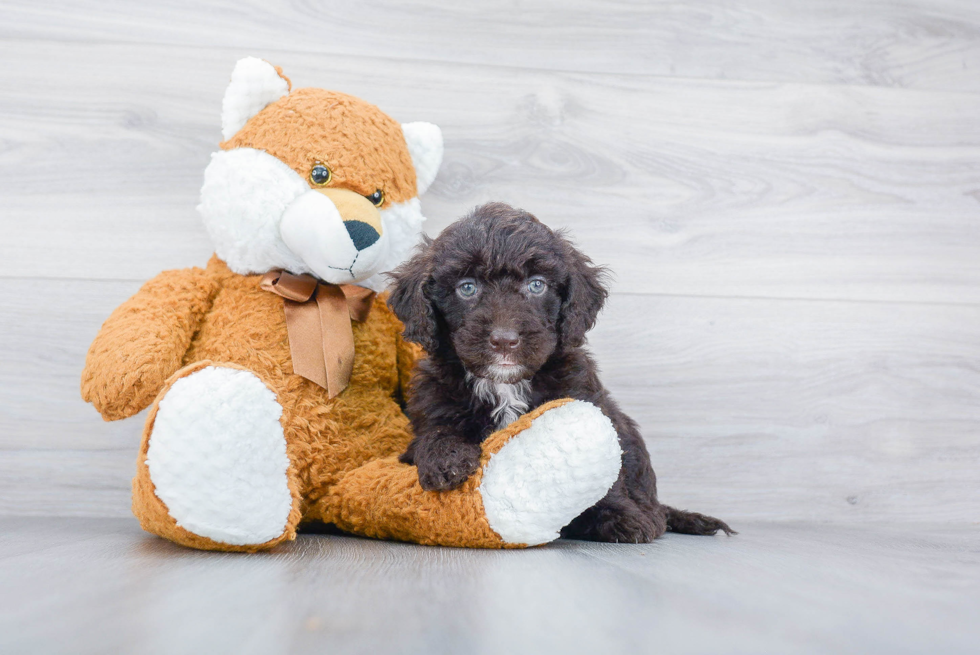 Energetic Golden Retriever Poodle Mix Puppy