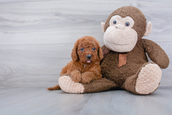 Mini Goldendoodle Pup Being Cute