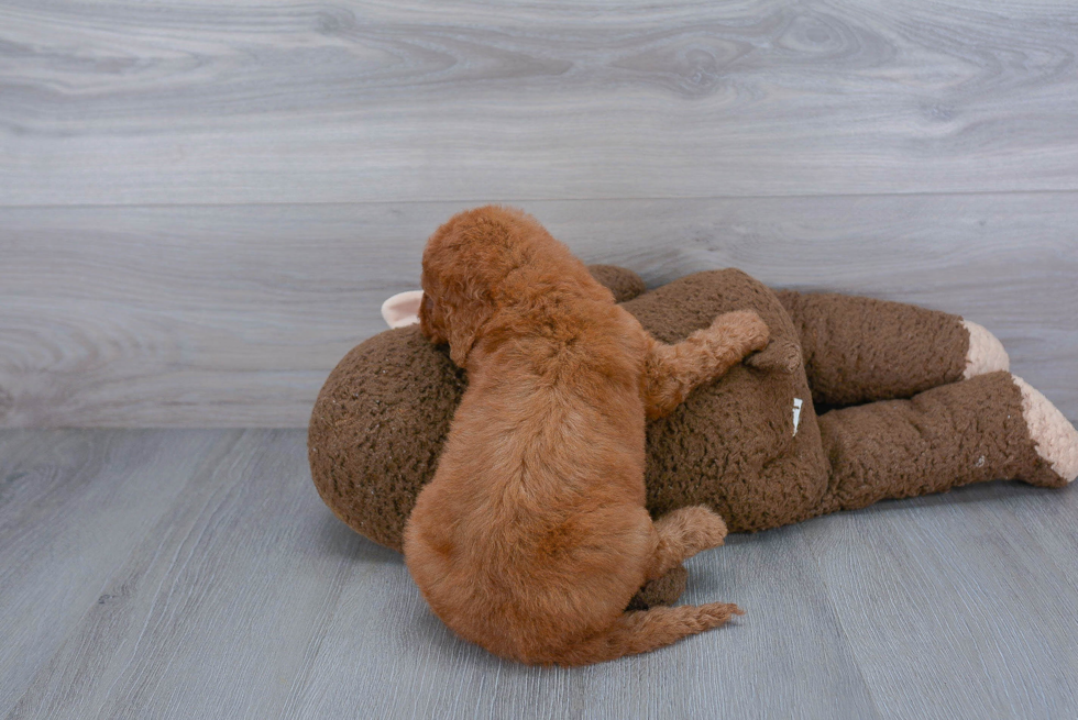 Cute Mini Goldendoodle Baby