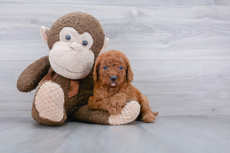 Best Mini Goldendoodle Baby