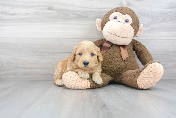 Popular Mini Goldendoodle Poodle Mix Pup