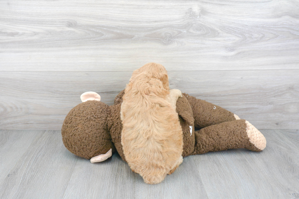 Mini Goldendoodle Pup Being Cute