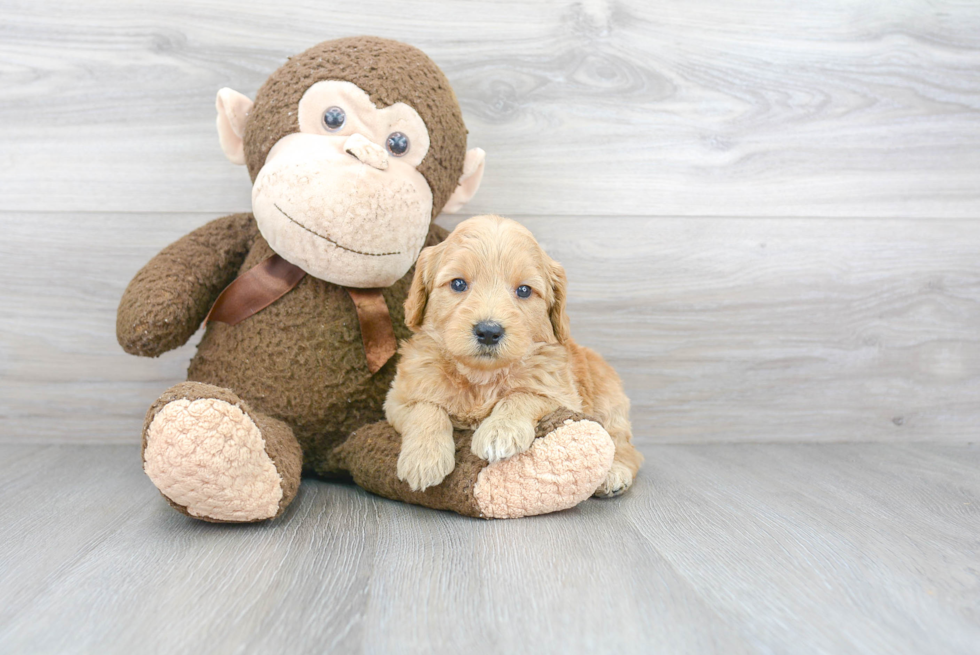 Adorable Golden Retriever Poodle Mix Puppy