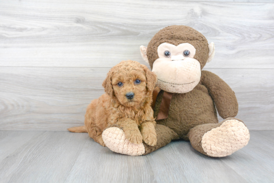 Mini Goldendoodle Puppy for Adoption