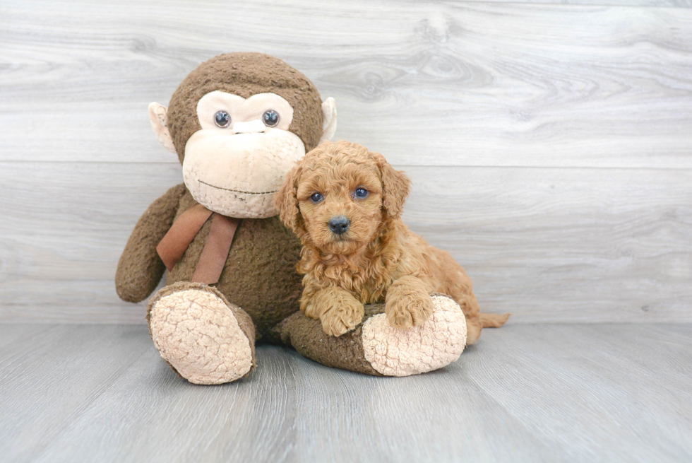 Smart Mini Goldendoodle Poodle Mix Pup