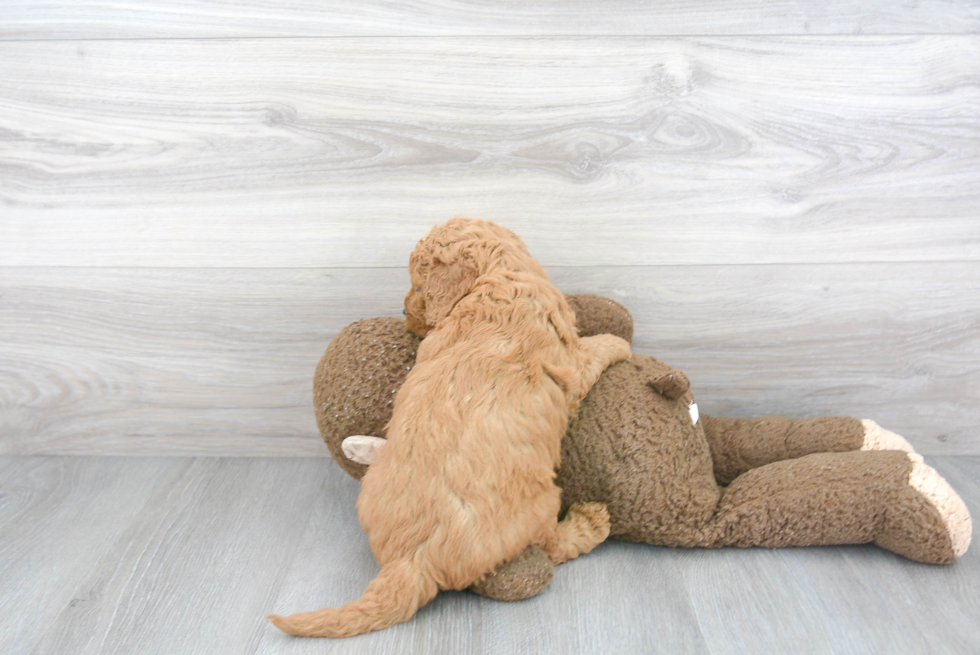 Best Mini Goldendoodle Baby