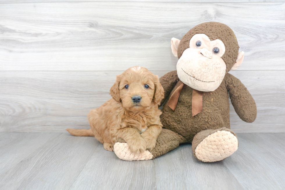 Best Mini Goldendoodle Baby