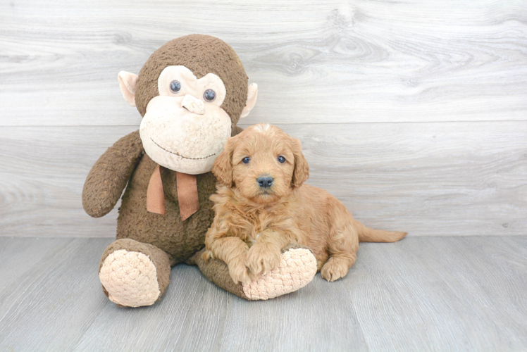 Mini Goldendoodle Pup Being Cute