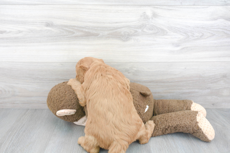 Adorable Golden Retriever Poodle Mix Puppy