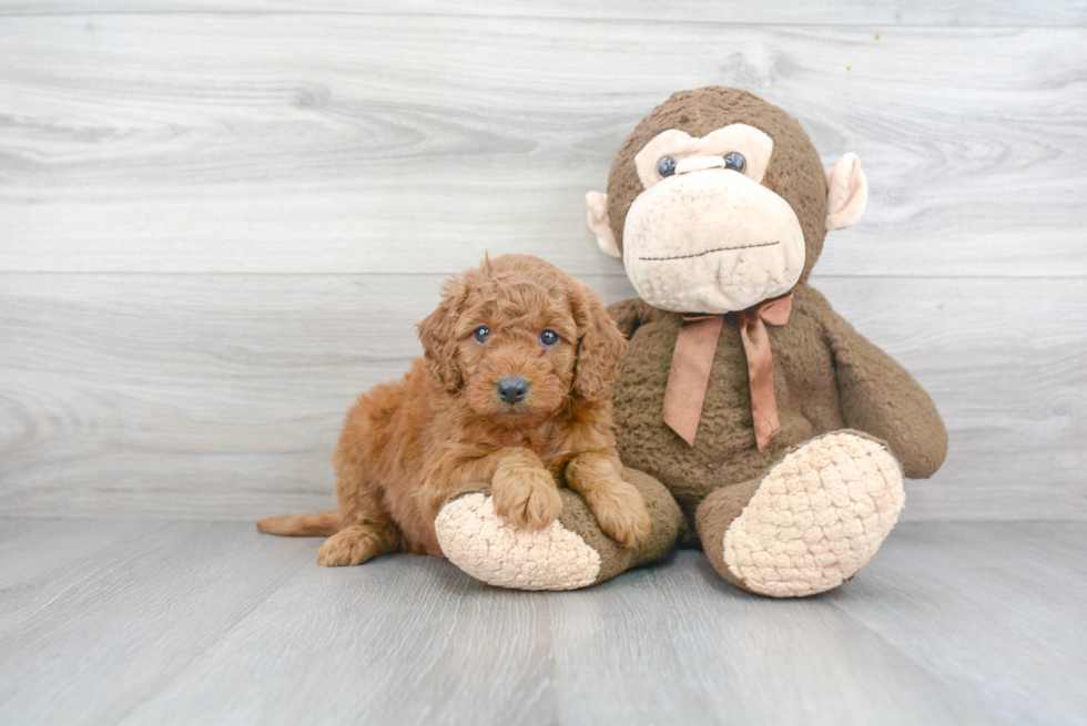 Energetic Golden Retriever Poodle Mix Puppy