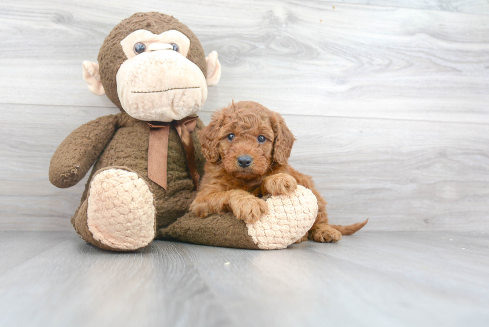 Little Golden Retriever Poodle Mix Puppy