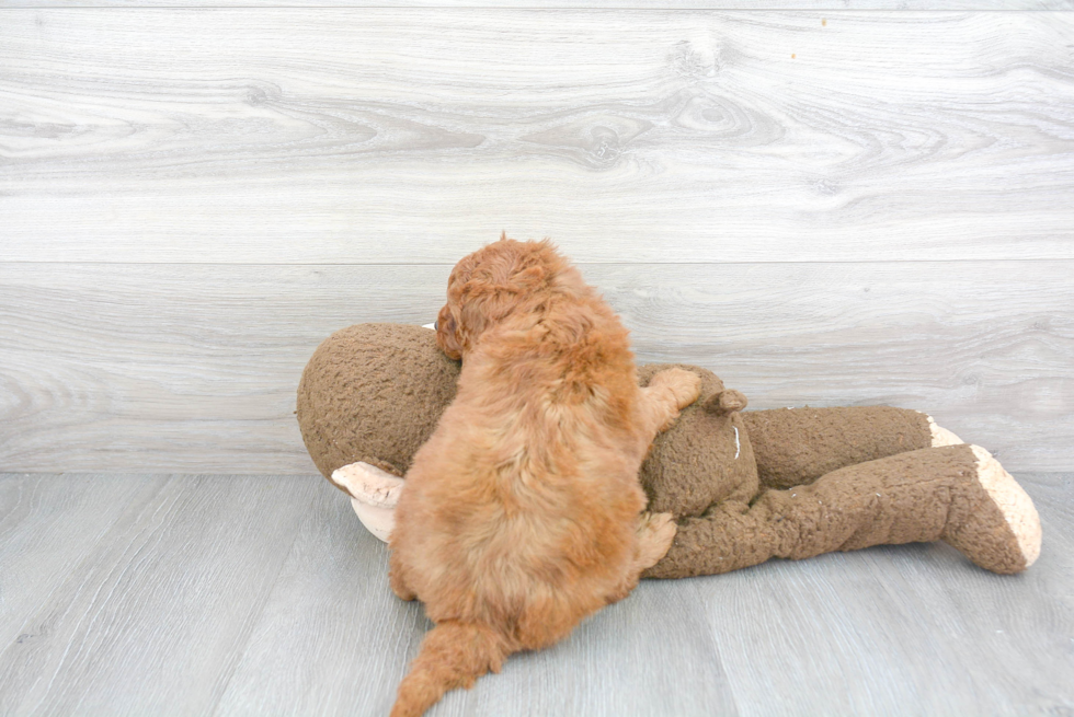 Friendly Mini Goldendoodle Baby