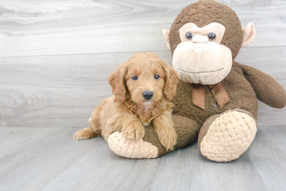 Hypoallergenic Golden Retriever Poodle Mix Puppy