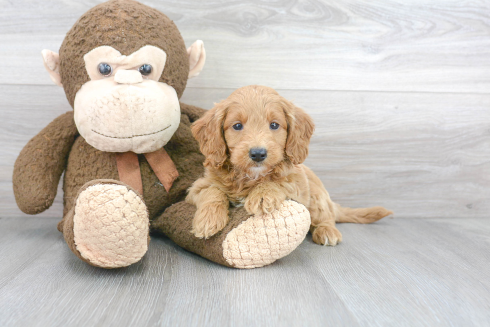 Best Mini Goldendoodle Baby