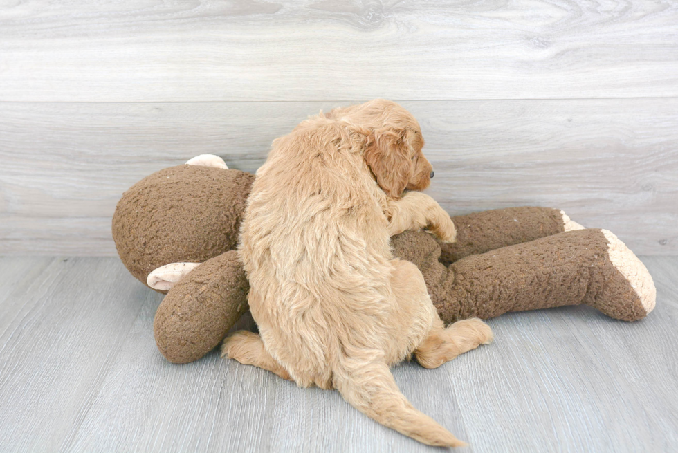 Mini Goldendoodle Puppy for Adoption