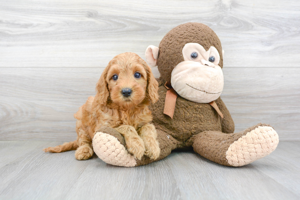 Hypoallergenic Golden Retriever Poodle Mix Puppy