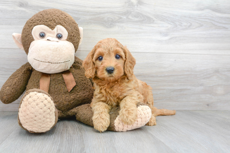 Petite Mini Goldendoodle Poodle Mix Pup